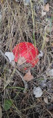 Bright Red Mushroom Growing Among Grass and Fallen Leaves Near a Forest Path on an Autumn Day