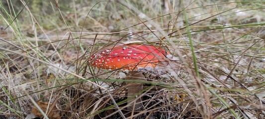 Bright Red Mushroom With White Spots Nestled in Grassy Area During Afternoon