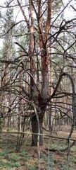 Unique Twisted Tree Standing out Among Tall Pine Trees in a Serene Forest During Daylight