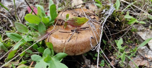 Wild Mushroom Growing in a Natural Setting Among Green Plants and Dried Leaves in the Woods