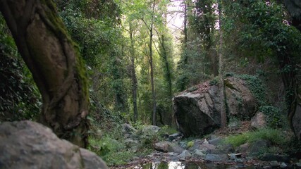 Background video of a beautiful forest landscape. Trees in a sunny forest, lake, rocks and stones.