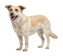 Playful dog in pet joyful mood isolated on transparent background