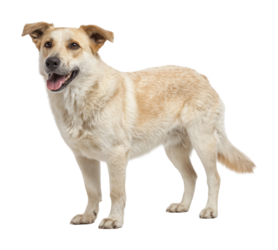 Playful dog in pet joyful mood isolated on transparent background