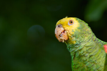 Macro portrait of yellow-headed amazon parrot on the blurred background