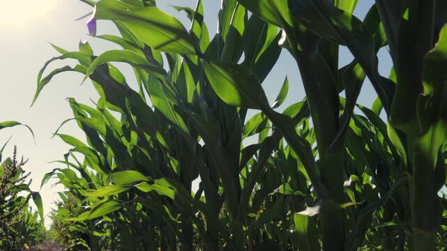 Rows of healthy corn plants sway gently in the wind under a clear blue sky in a rural farming area during harvest season