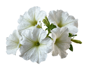 Blooming white petunias garden floral natural light isolated on transparent background