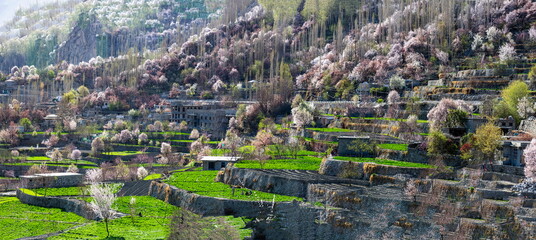 beautiful panorama landscape of spring season in Gilgit Baltistan 