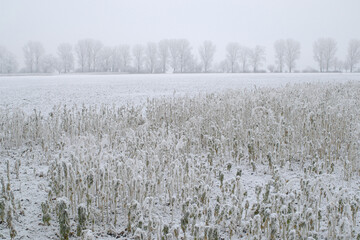 Raureif, Felder,  Zwischenfrüchte