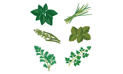 Herbs and Spices Vector Set – Culinary Leaves, Flavorful Plants & Natural Seasonings