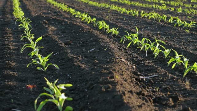 Watch corn plants grow in neat rows across a rural field, showcasing their journey from planting to ripening kernels