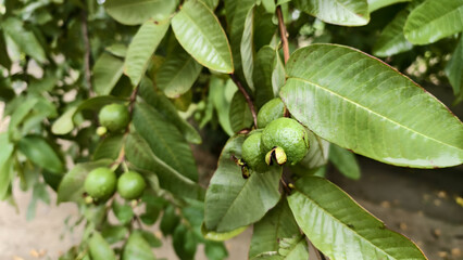 Guava fruit on a tree branch with green leaves in a natural setting