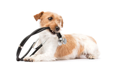 Dog doctor holding a stethoscope in his mouth on a white background