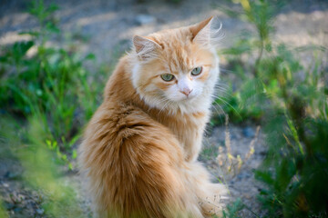Fluffy Ginger Cat with Striking Green Eyes in Nature.
