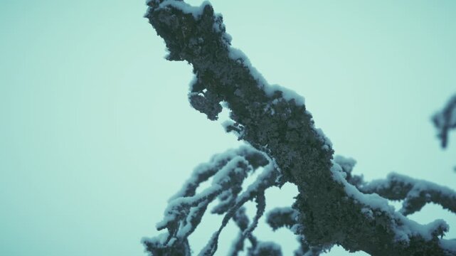 Extrem frostiger kalter Wald