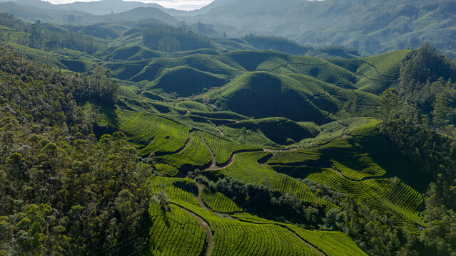 Aerial view of sunlit hills and tea gardens of Munnar, golden hour in India