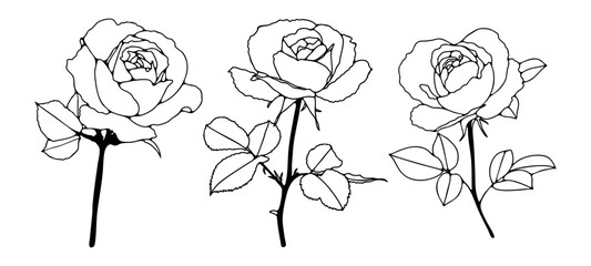 Sketch of rose flowers with branches and leaves isolated on white background. Hand drawn floral illustration