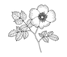 Black and white floral illustration. Hand drawn sketch of flower isolated on white background