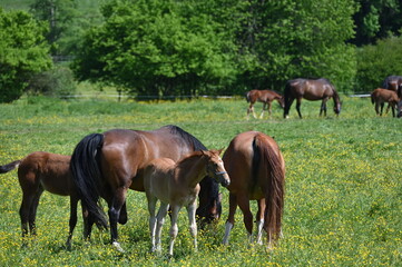 Fototapeta premium Pferde, Stuten, Fohlen, Schwaiganger