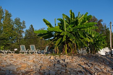 Pool side banana tree at a resort