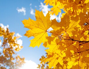 Obraz premium Vibrant autumn leaves against a bright sky