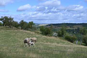 Schafe, Schafhaltung, Mutterschafe mit L&auml;mmern
