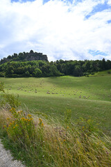 Obraz premium Schafe, Schafhaltung, Hohentwiel