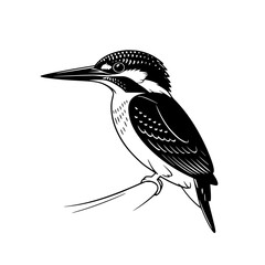 Fototapeta premium Vector art of black and white kingfisher bird