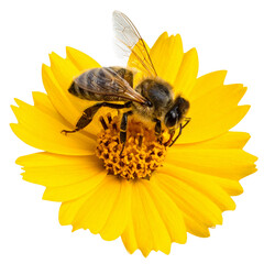 Busy honeybee on a bright yellow flower collecting nectar and pollen in a garden close-up during summer