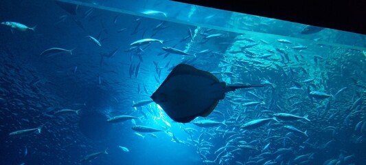 underwater world map