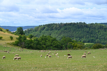 Obraz premium Schafe, Schafhaltung, Hohentwiel