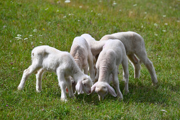 Obraz premium Schafe, Schafhaltung, Lämmer