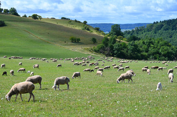 Obraz premium Schafe, Schafhaltung, Hohentwiel