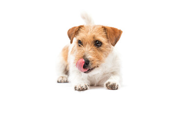 Hungry dog ​​licking his lips on a white background