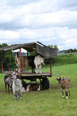 Ziegen, Ziegenhaltung