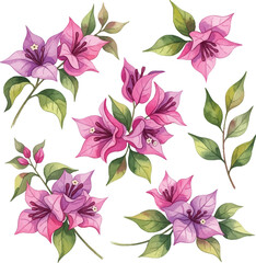 Watercolor Bougainvillea Flower Clipart Set: Pink and Purple Tropical Blooms