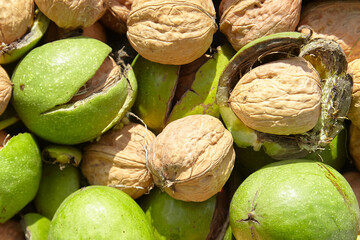 Naklejka premium Walnut pericarp and shells scattered among fresh green walnuts, showcasing natural textures and colors in a vibrant agricultural setting, emphasizing organic produce and harvest