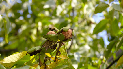 Walnut pericarp surrounded by lush green leaves, showcasing the natural growth environment, highlighting the beauty of organic forms and textures in nature
