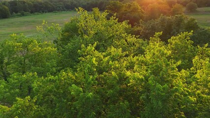 Drone shot beautiful nature and trees at sunset in Adair County, Oklahoma