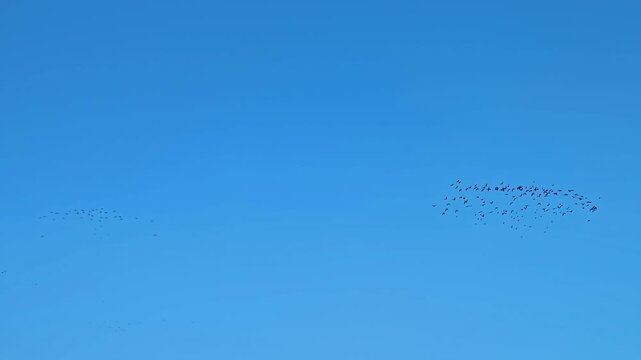 Bird flocks flying through clear autumn skies in Dobele, Latvia