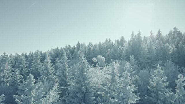 Panorama &uuml;ber eisigen verschneiten Wald