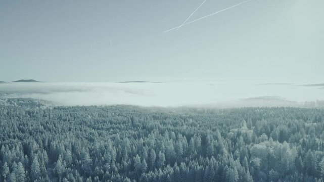 Panorama &uuml;ber eisigen verschneiten Wald