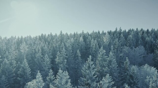 Panorama &uuml;ber eisigen verschneiten Wald