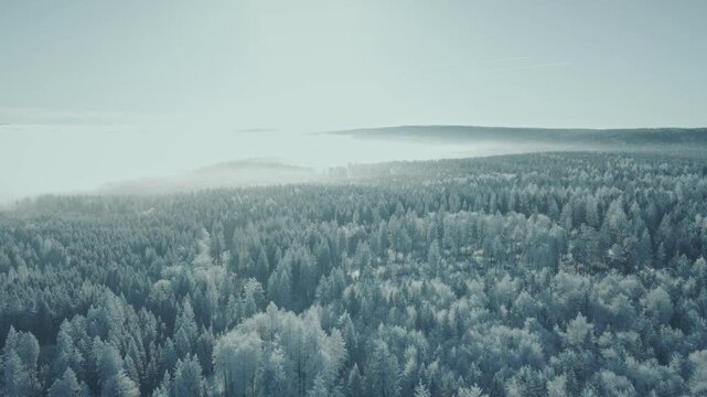 Panorama &uuml;ber eisigen verschneiten Wald