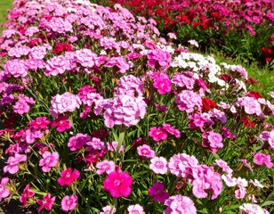 Vibrant flowerbed in shades of pink