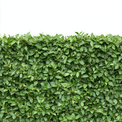 Obraz premium Dense green hedge with vibrant lush foliage creates natural barrier, perfect for privacy and landscaping