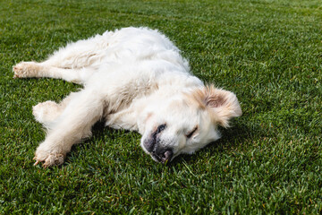 Golden retriever peacefully napping on green lawn in daylight. Lifestyle. Animals.