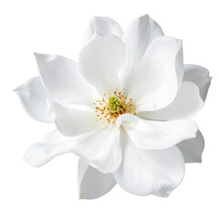 Closeup of a single white dahlia flower in bloom, its perfect petals isolated on white with a hint of yellow at its center, epitomizing spring beauty