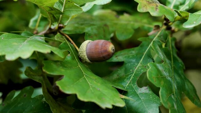 Brown oak acorn among the lush green foliage of forest tree outdoors close up