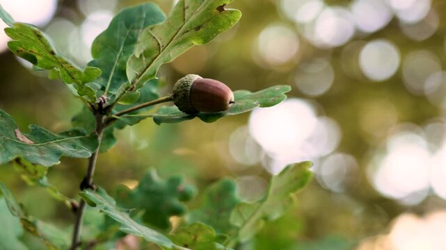 Brown autumn oak acorn swings on branch with green foliage of forest tree close up