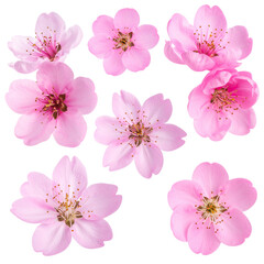 A beautiful set of pink and white cherry blossom flowers isolated on white, capturing the spring nature of the blooming tree branch